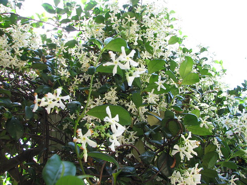 jasmine blooming