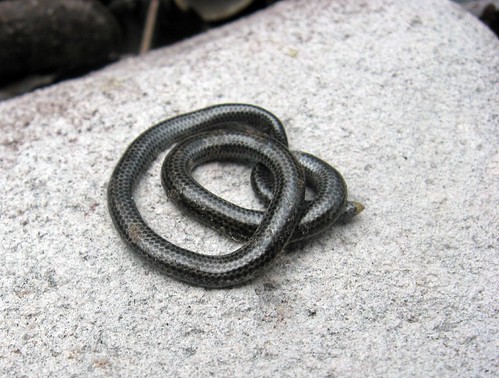 thread snake