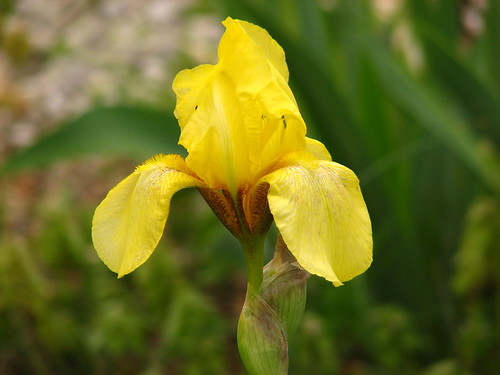 old fashioned yellow iris