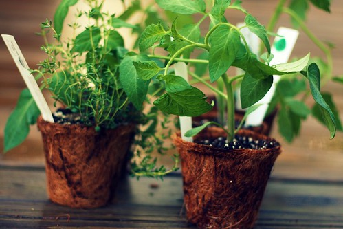 tomato plants and herbs