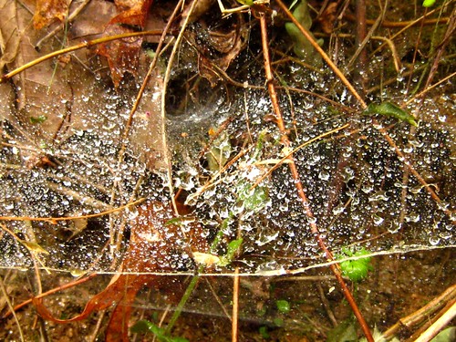 spider web with dew_3741