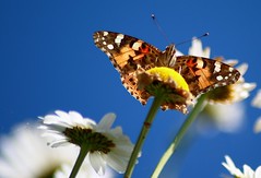 Painted Lady on a Daisy