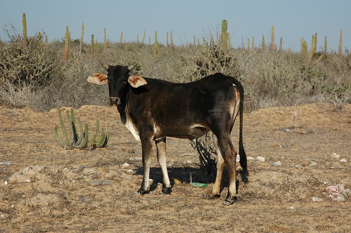 Brown Cow, posing for a photo, desert, La Purisima / San Isidro, West Coastal, Baja California Sur, Mexico by Wonderlane