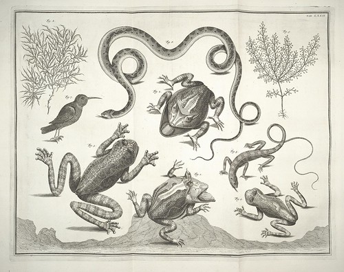 18th century wunderkammer - frogs and snakes