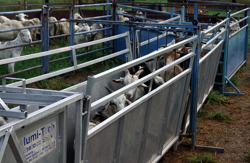 Goats in the handling system