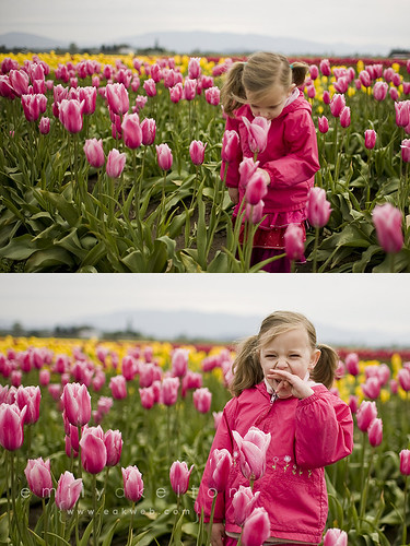 Skagit Valley tulips 2010