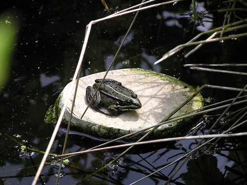 Little frog basking in the sun
