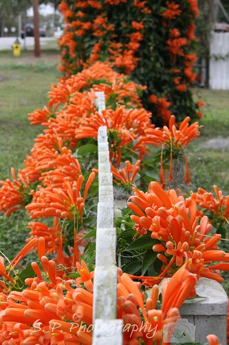 Orange Trumpet Flower