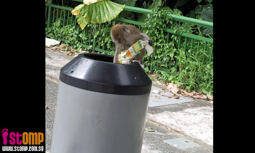 Hungry monkey scours rubbish bin for food