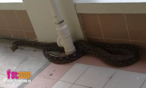 10 ft python found at Pasir Ris HDB void deck