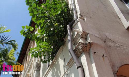Tree growing on old shophouse may cause pillars to give way
