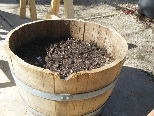 garlic and onions planted in a wine barrel.