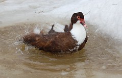 Bathing duck
