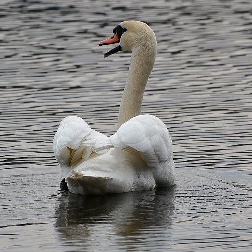 Mute Swan Sings