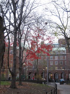 Red Trees NYC