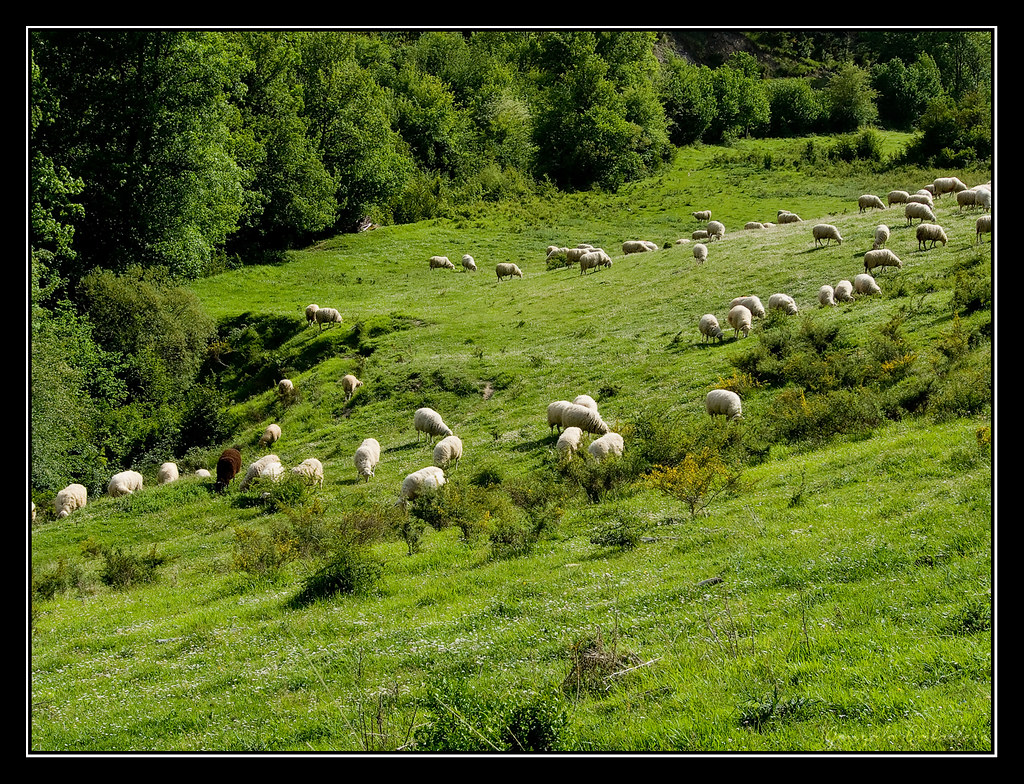 Ovejas pastando cerca de Ayechu (Navarra)