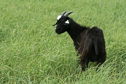 Black Kiko grazing