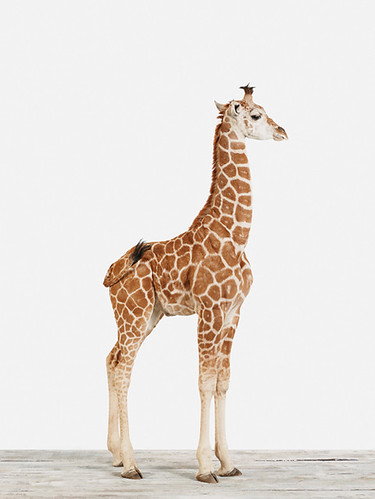 the estate of things chooses baby giraffe photograph