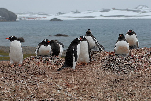 Penguins on Ardley Island, Antarctic Peninsular