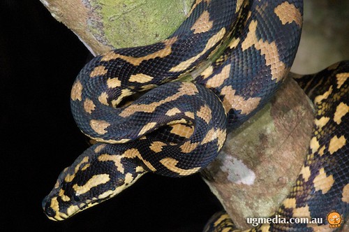 Jungle carpet python (Morelia spilota cheynei)