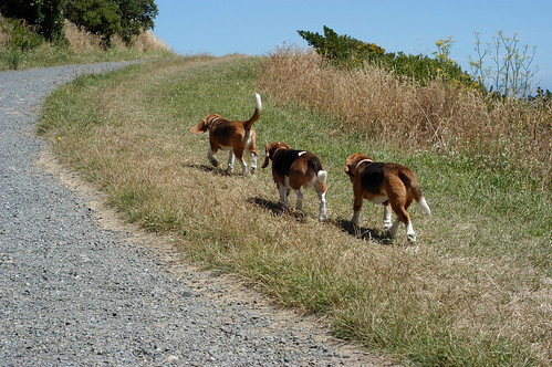 beagle walk: the blokes