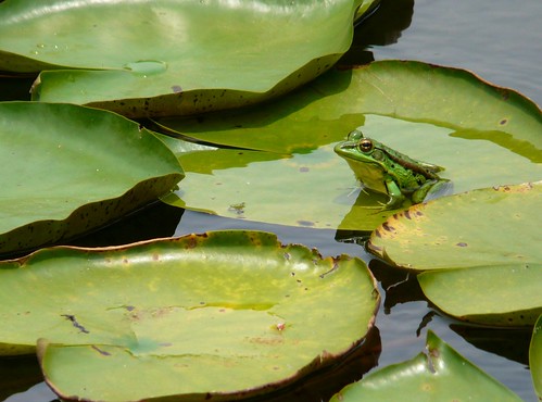 Green Pond Frog (Rana plancyi) - 金線蛙