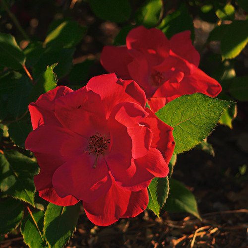 Tower Grove Park, in Saint Louis, Missouri, USA - roses