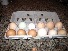 Leyden Glen eggs