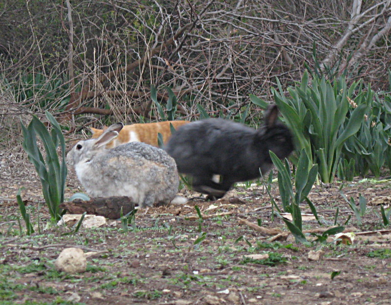 16-1-2009-animal-encounter