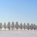 Rows of Trees