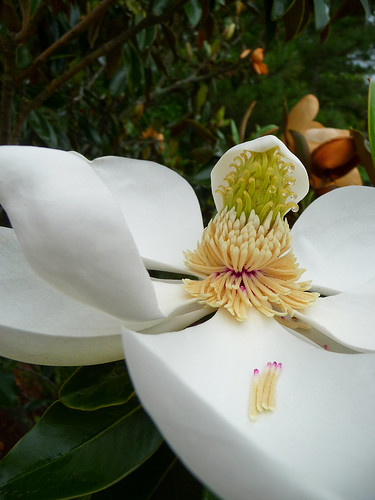 Magnolia Blossom in Georgia by The Rocketeer.