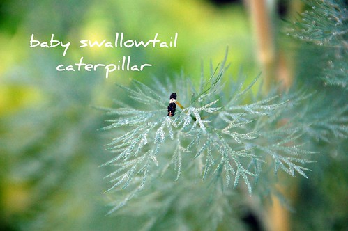 swallowtail caterpillar on the dill