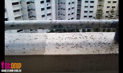 Geylang RC member feeding birds result in unhygienic bird poo all over the place