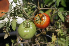 Tomatoes_0860