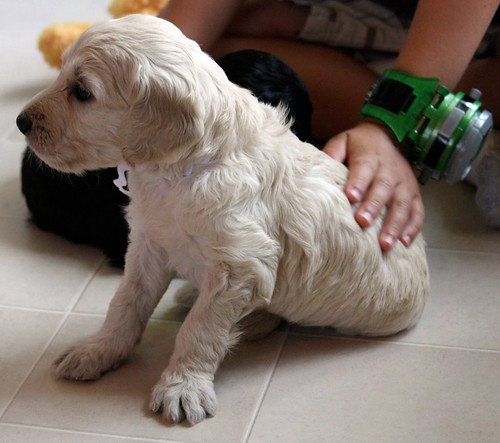 white goldendoodle puppy. White Goldendoodle