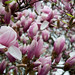 tulip magnolias 