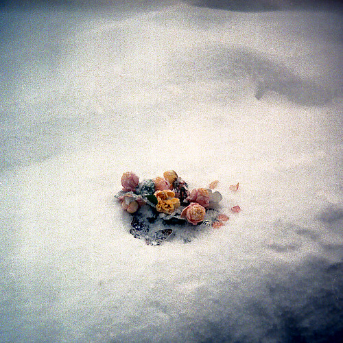 Roses & butterflies on the snow