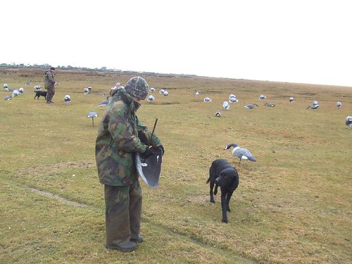 After morning flight - wildfowling