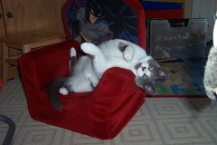 Happy Tails: Max lounges around