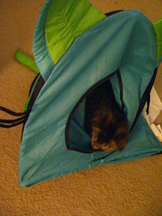 Cat tent malfunction