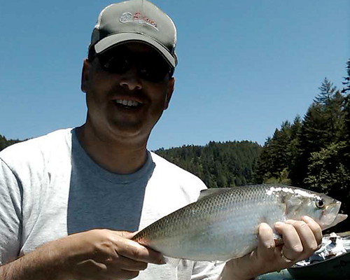 Fly Fishing for Shad in Oregon
