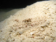 Perfectly camouflaged Crab