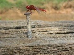Birma, rode libelle