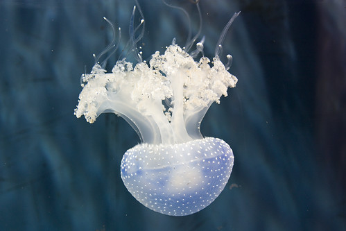 Медуза (фото vanz)
