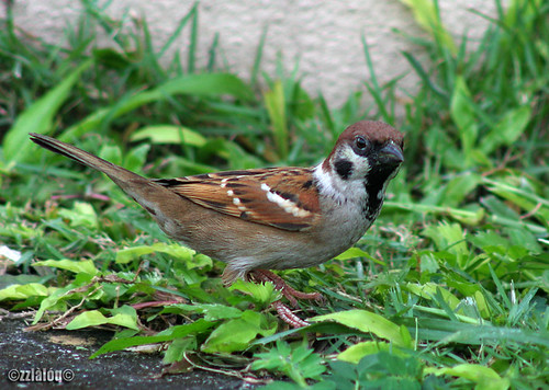 Ciak Rumah  @ Eurasian Tree Sparrow