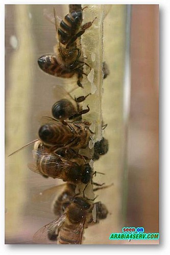 صور كيفية التخلص من الكرش صور النحل صور النحل والعسل