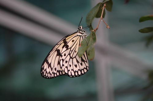 Butterfly clinging onto a leaf (by autumn_leaf)