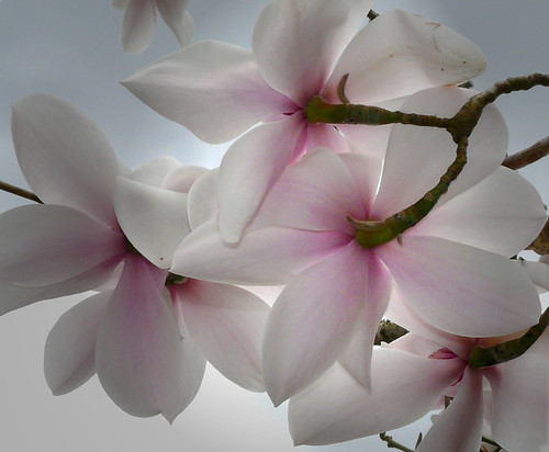Magnolia 06Apr09