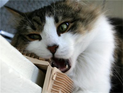 Keely_Chewing_on_Plastic_Cat_Rubbing_Toy_3-22-8