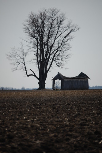 Deteriorating Barn and Tree